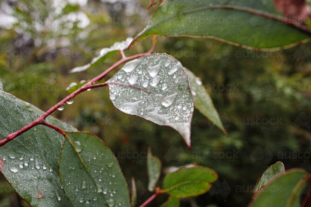 Gum leaves with water droplets after rain - Australian Stock Image