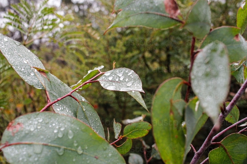 Gum leaves with water droplets after rain - Australian Stock Image