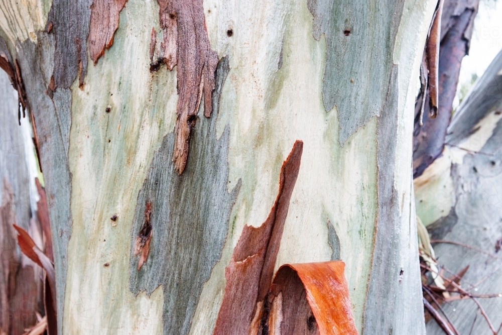 Gum tree bark and trunk detail horizontal - Australian Stock Image