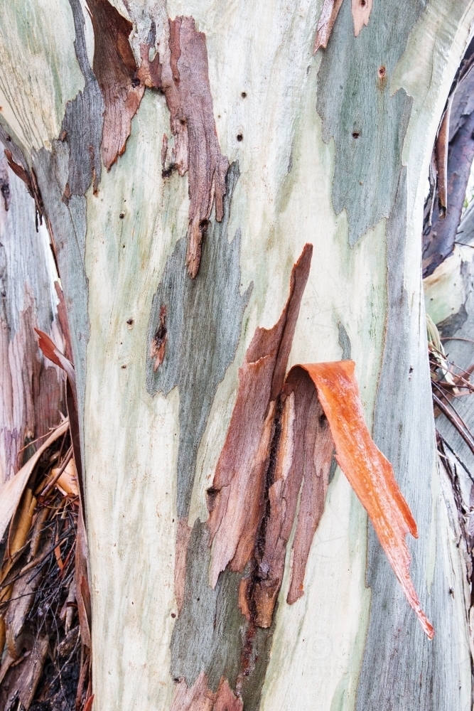 Image of Gum tree bark and trunk detail vertical - Austockphoto