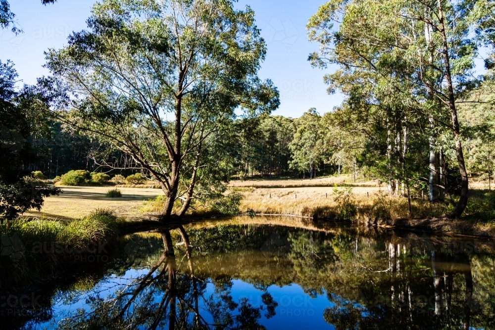 Gum tree beside a dam with reflections in the water - Australian Stock Image