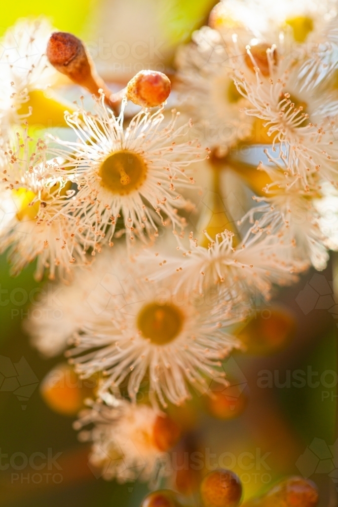 Gum tree blossoms close up - Australian Stock Image