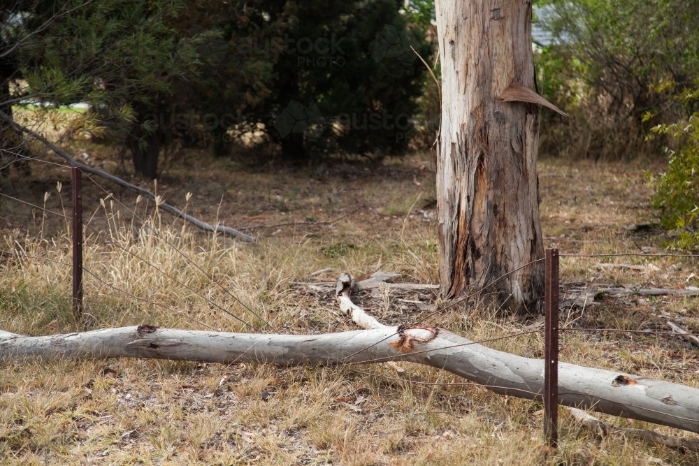 Gum tree branch fallen on old rusty country fence - Australian Stock Image