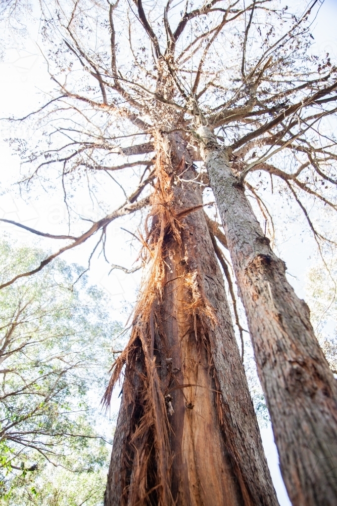 Gum tree hit by lightning - Australian Stock Image