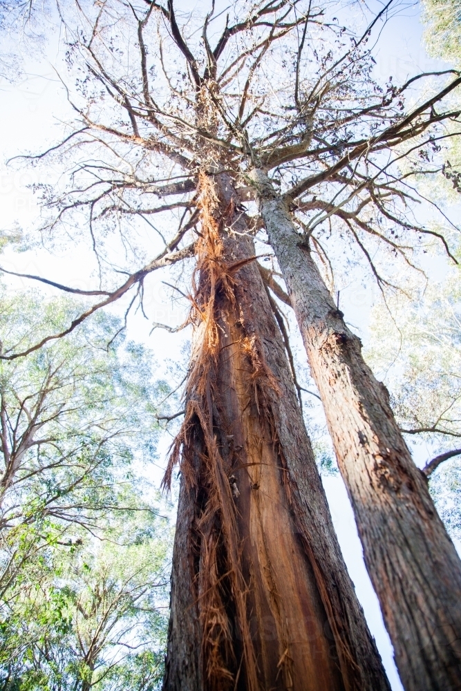 Image of Gum tree hit by lightning - Austockphoto