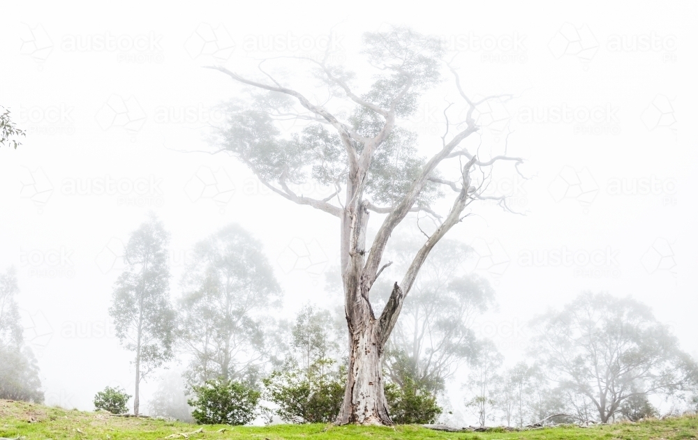 Gum tree in misty paddock - Australian Stock Image