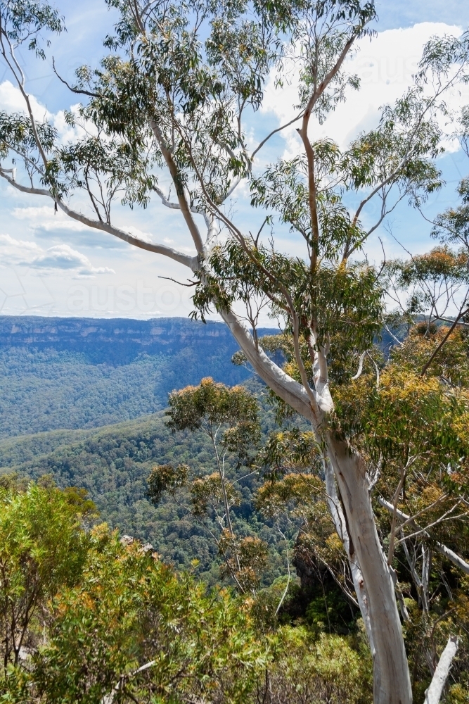 Gum tree in the blue mountains - Australian Stock Image