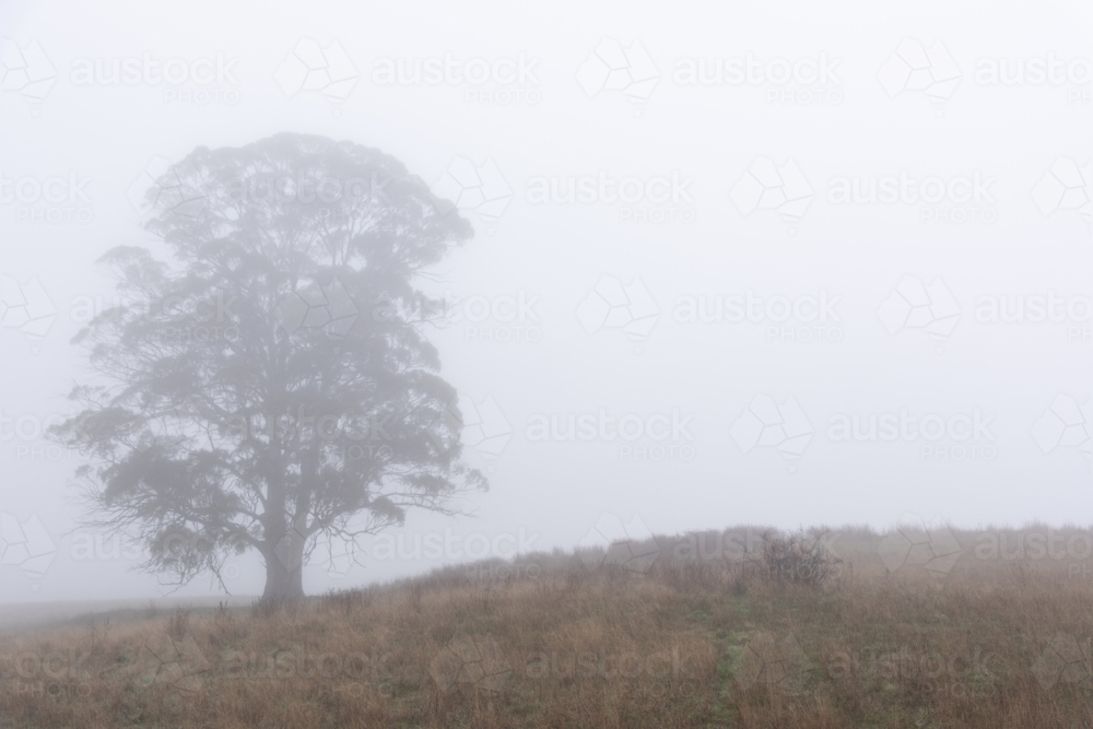 gum tree in the winter mist - Australian Stock Image