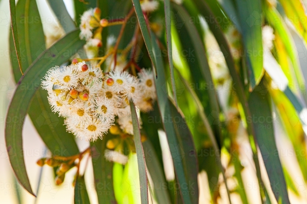 Gum tree leaves and pale flowers with copy space - Australian Stock Image