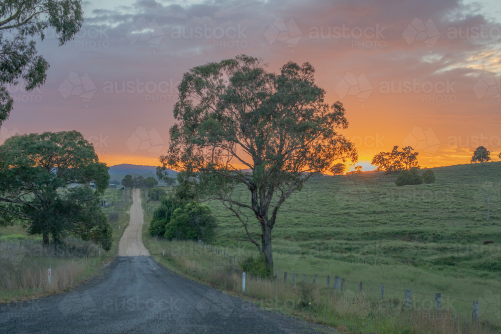 Gum tree on early morning beside country road - Australian Stock Image
