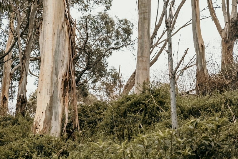 Gum tree trunks - Australian Stock Image