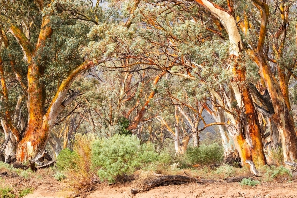 gum trees after rain - Australian Stock Image