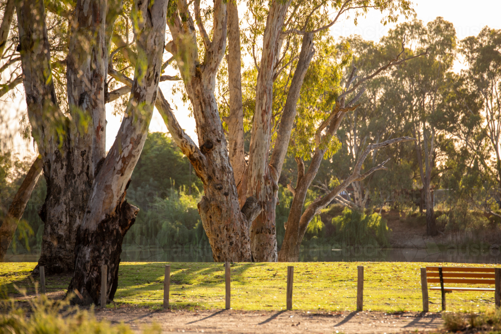 Gum trees along the Murray River - Australian Stock Image