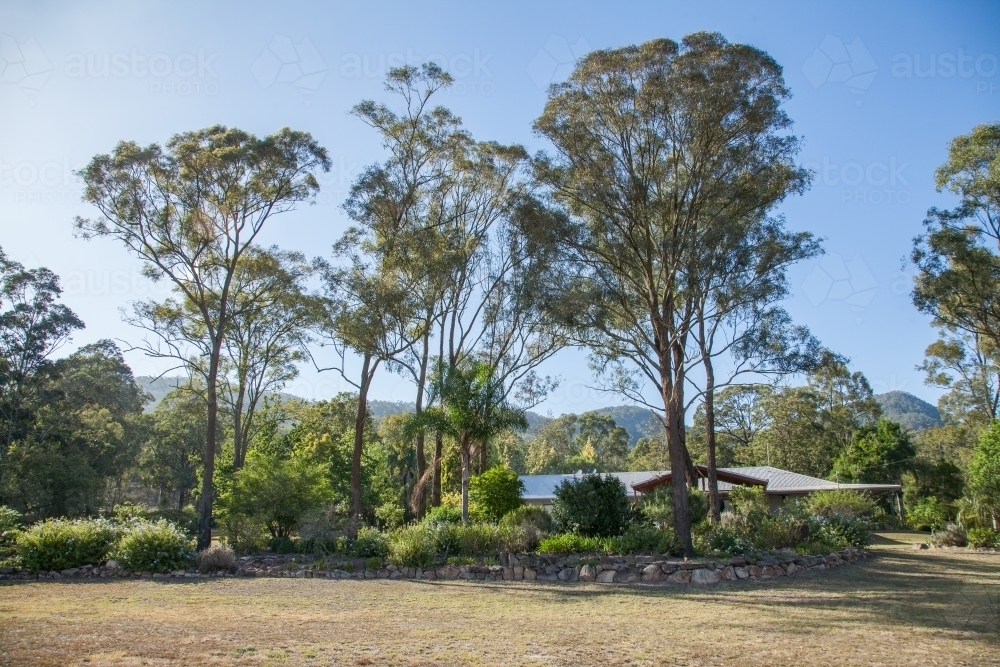 Gum trees and garden around house in the bush - Australian Stock Image