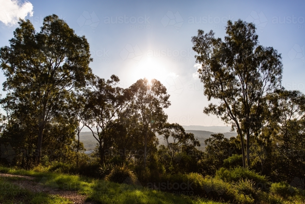 Gum Trees - Australian Stock Image