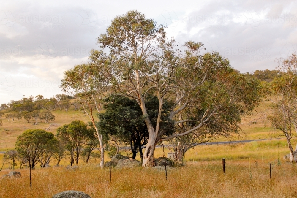 Gum trees growing in paddock with rocks - Australian Stock Image