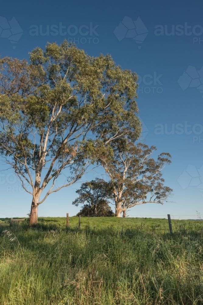 gum trees in a green paddock - Australian Stock Image