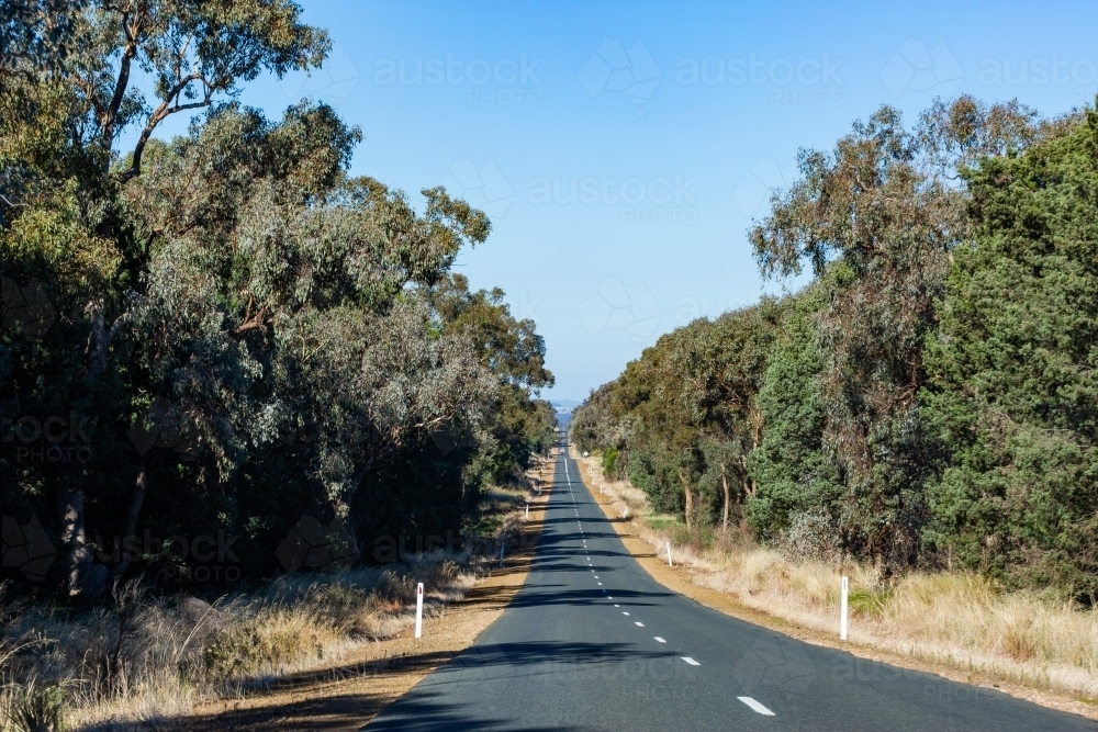 Gum trees lining straight rural road in country NSW - Australian Stock Image