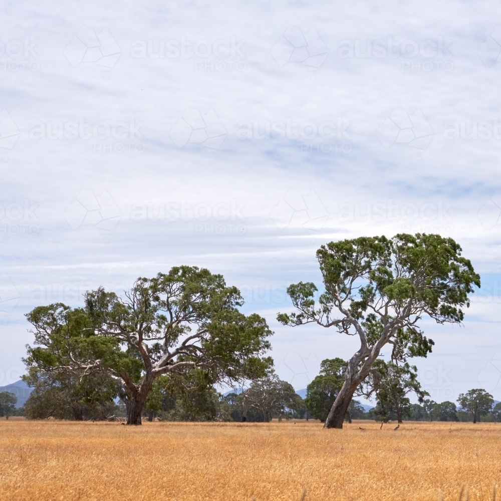 Gum Trees on Farm in Grampians Region - Australian Stock Image