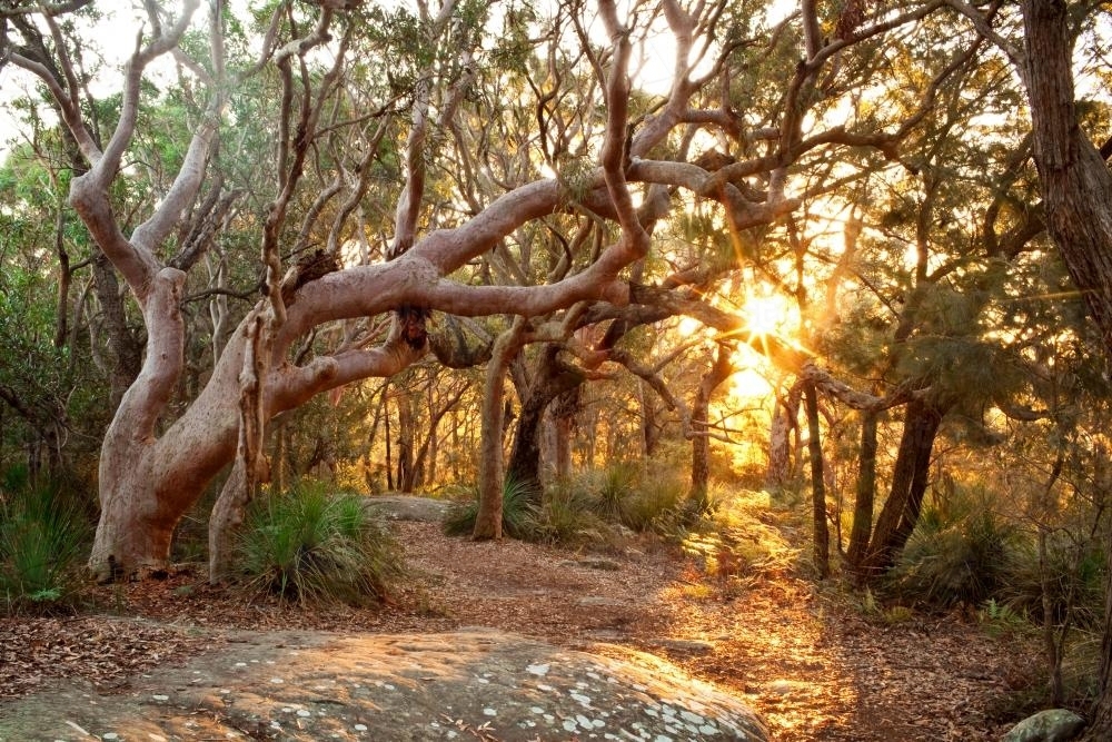 Gum trees with afternoon sunflare - Australian Stock Image