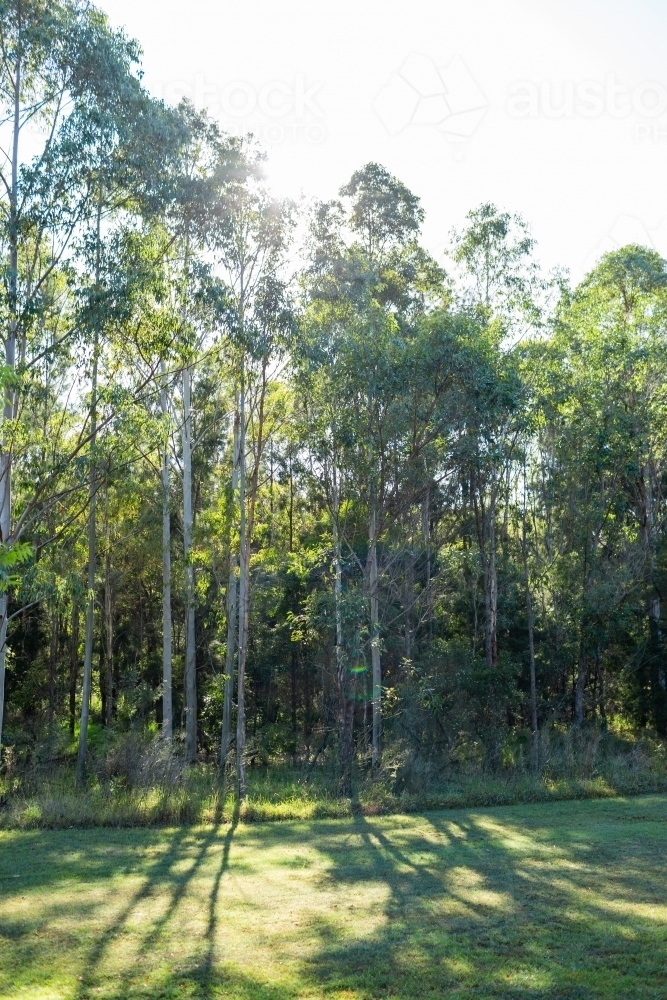 gum trees with light flare over them at edge of mown parkland lawn - Australian Stock Image