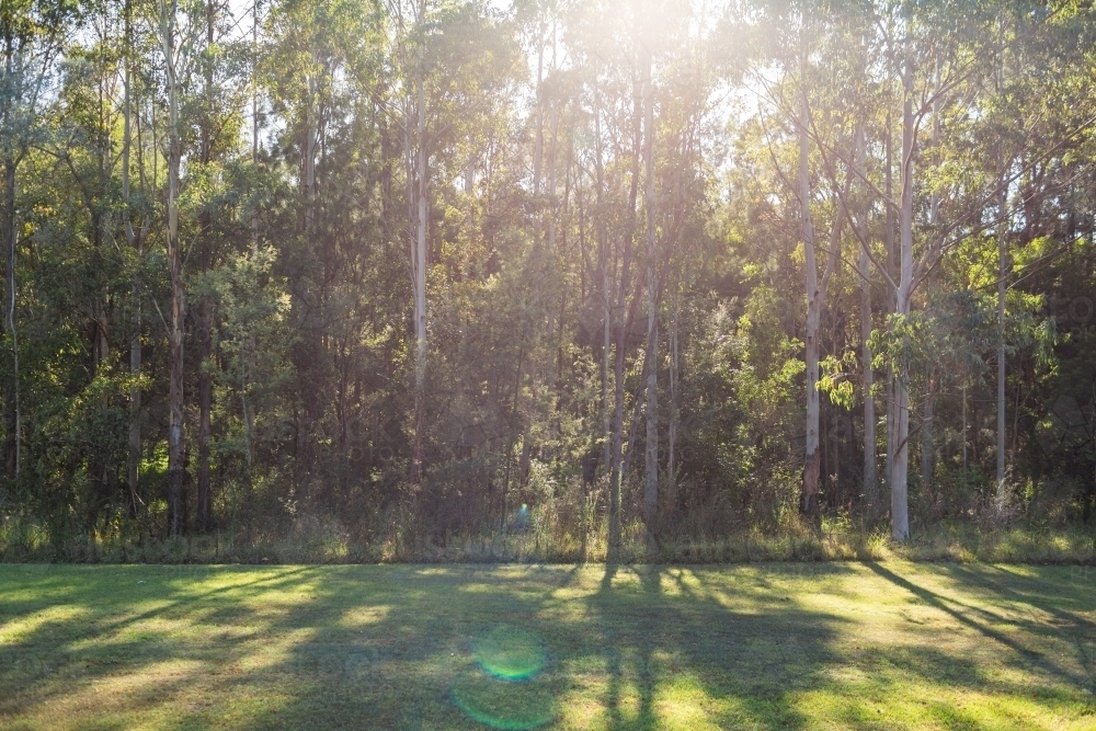 gum trees with light flare over them at edge of mown parkland lawn - Australian Stock Image