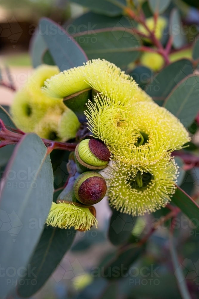 Gumnut about to flower - Australian Stock Image