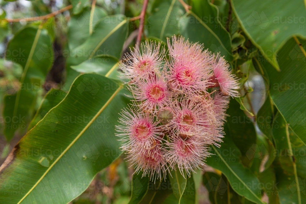 Gumtree Flowers - Australian Stock Image