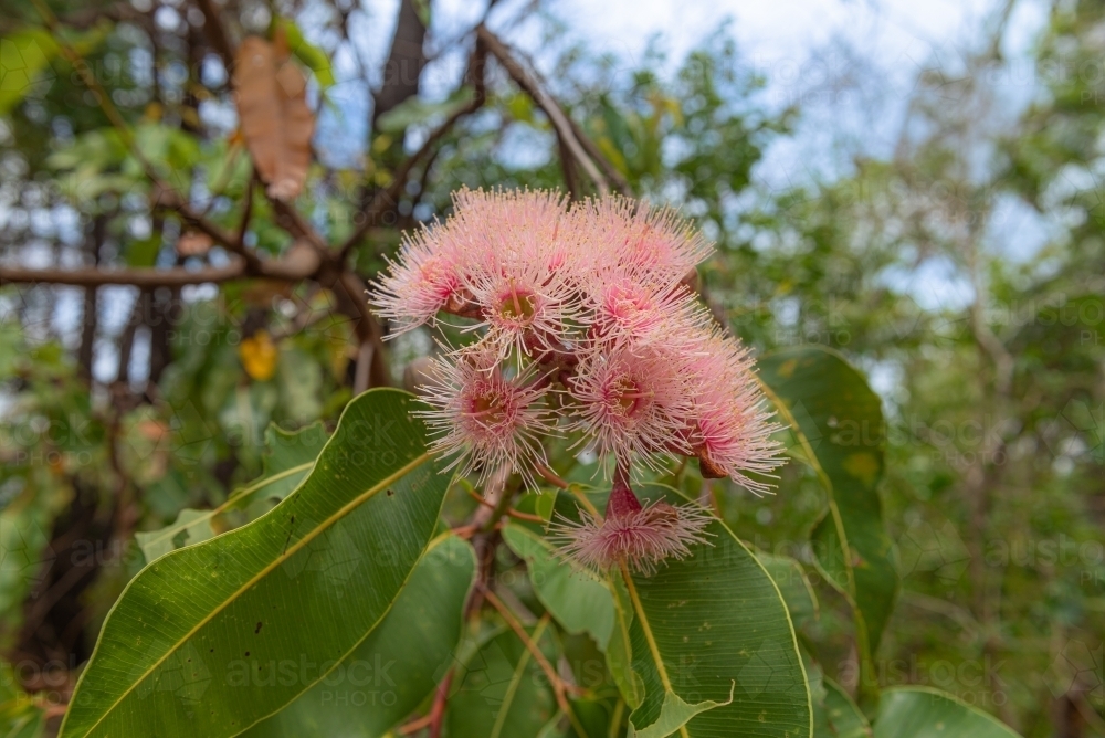 Gumtree Flowers - Australian Stock Image