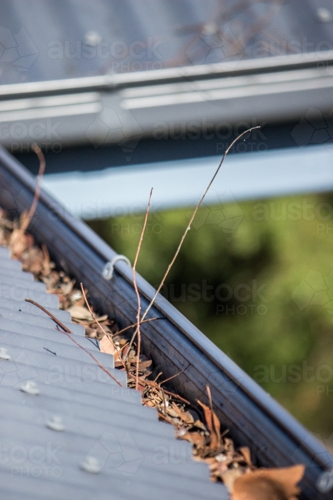 Gutters on a tin roof full of leaves and sticks - Australian Stock Image