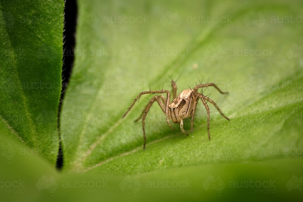 Hairy Legged Spider on Green Leaf - Australian Stock Image