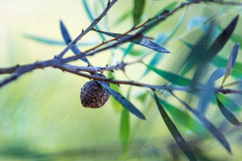 Hakea Dactyloides nut on a branch with thin green leaves - Australian Stock Image