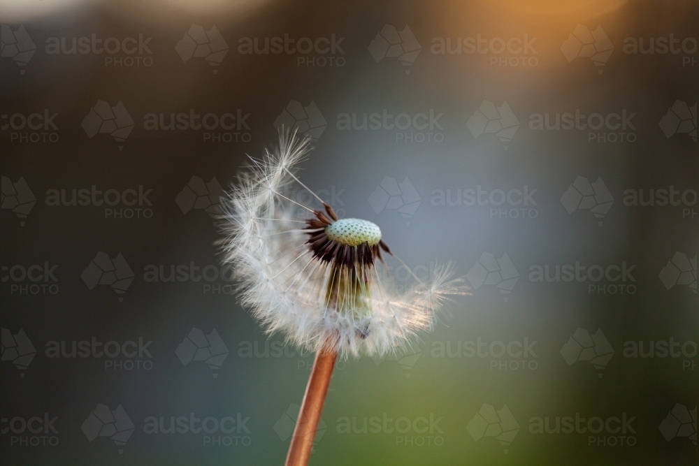 Half blown dandelion flower seed head - Australian Stock Image