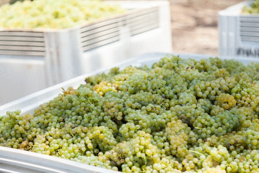 Half ton grape bin filled with the days grape harvest - Australian Stock Image