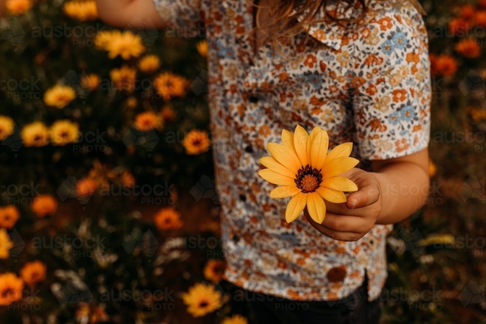 hand holding a flower in a field of flowers - Australian Stock Image