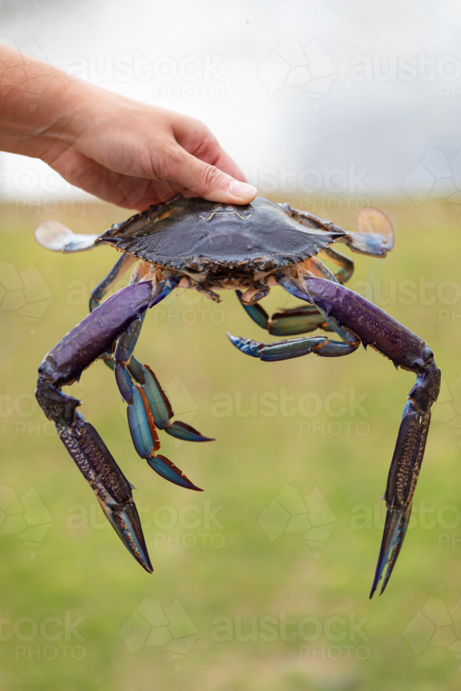 Hand holding blue manna crab - Australian Stock Image