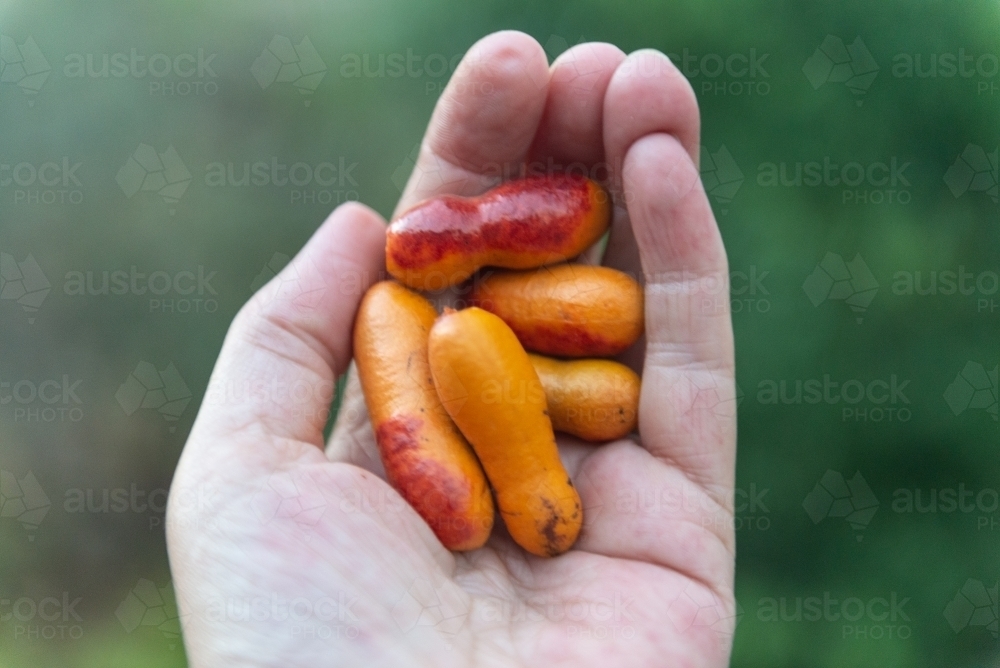 Hand holding Bush Apricots - Australian Stock Image