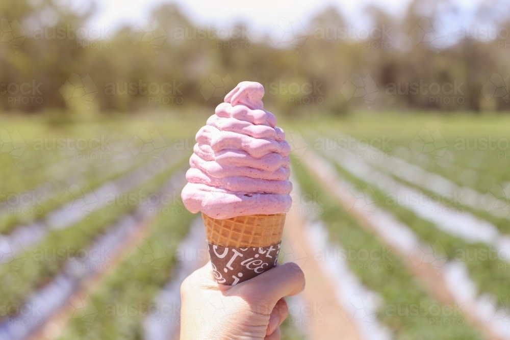 hand holding freshly made strawberry ice cream cone at strawberry farm - Australian Stock Image