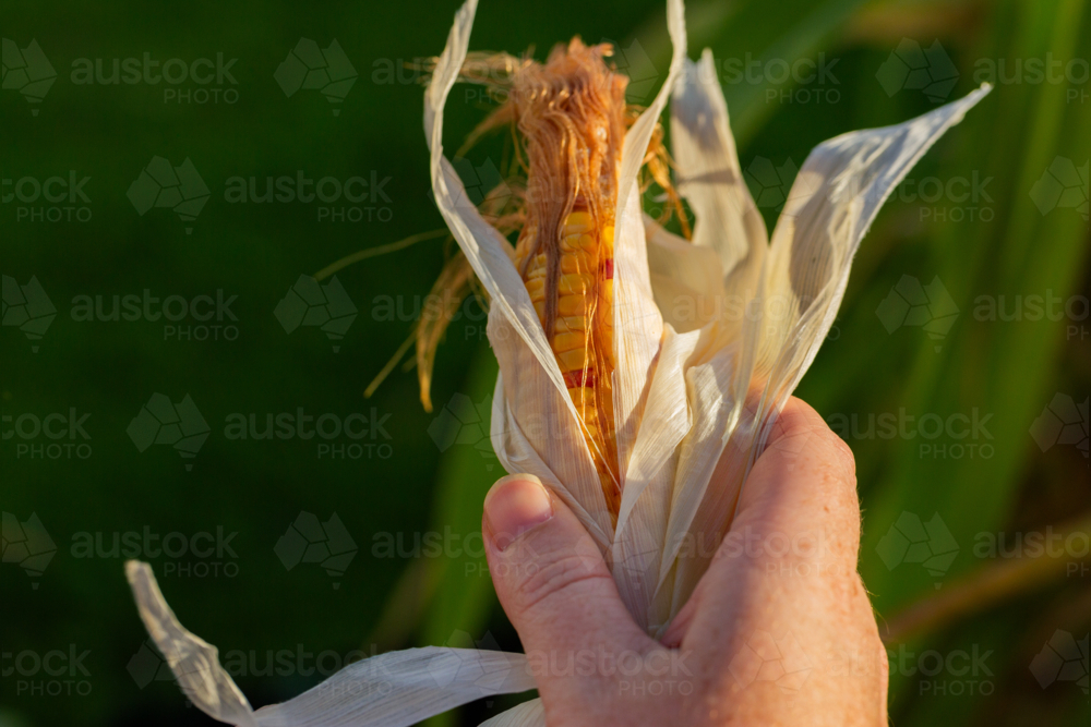 Hand opening up homegrown rainbow corn to show kernels - Australian Stock Image