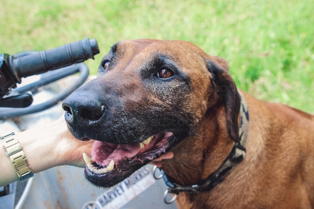 Hand patting Norwegian ridgeback dog on the side of a quad bike - Australian Stock Image