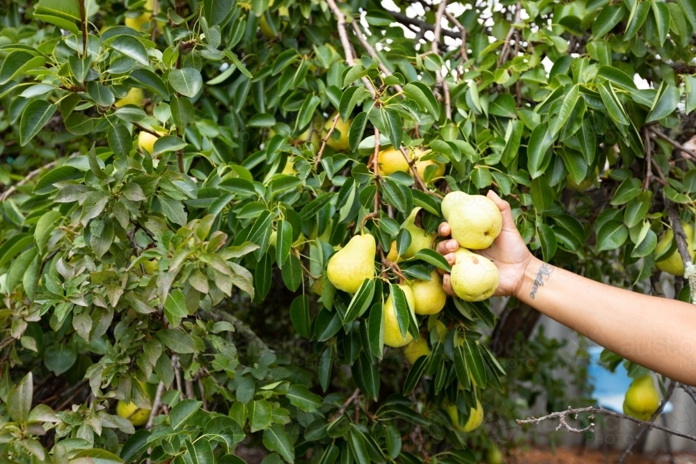 hand reaching to pick pears from pearl tree - Australian Stock Image