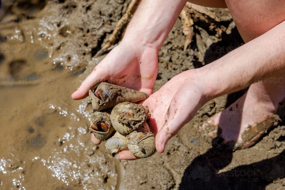 Handful of mud whelks in gladstone - Australian Stock Image