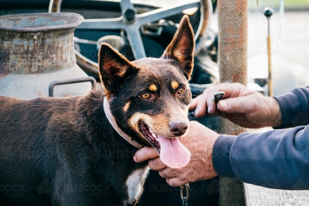 Hands clipping chain on to Kelpie dog in ute. - Australian Stock Image