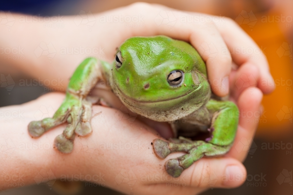 Hands holding a green tree frog - Australian Stock Image