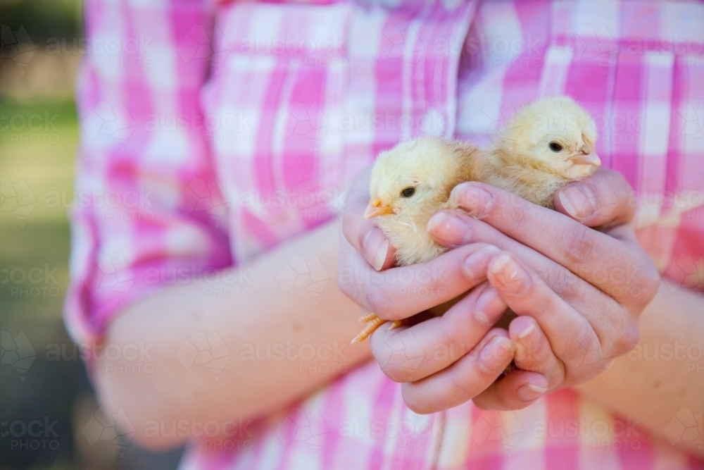Hands holding a pair of baby chickens - Australian Stock Image