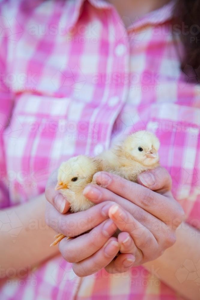 Hands holding a pair of baby chickens - Australian Stock Image