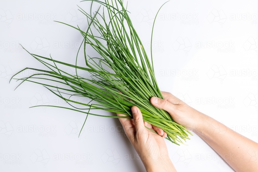 Hands holding bunch of chives isolated on white - Australian Stock Image