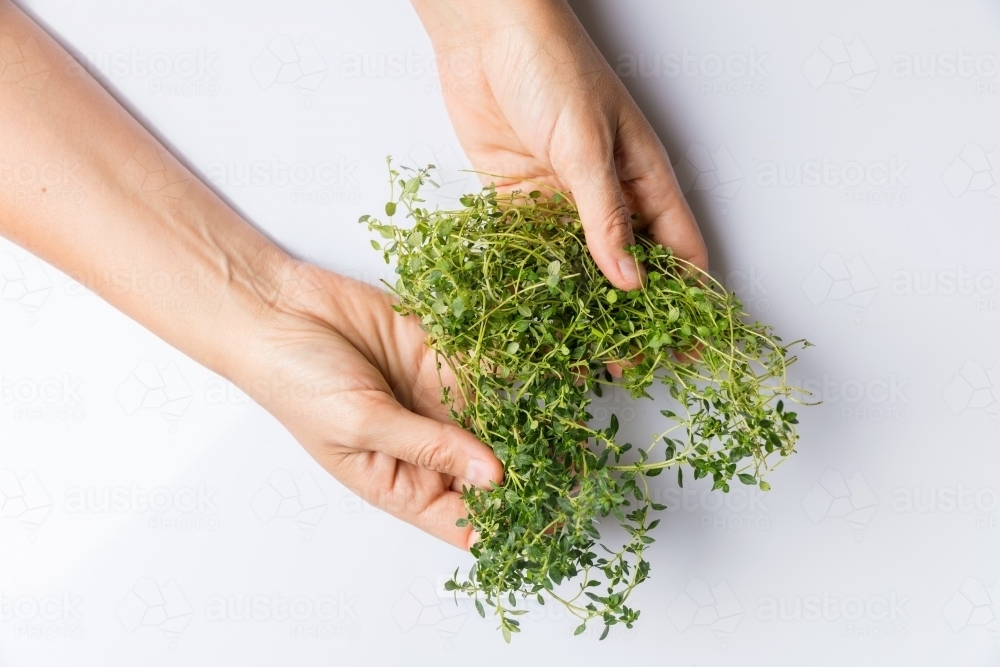 Hands holding bunch of lemon thyme isolated on white - Australian Stock Image