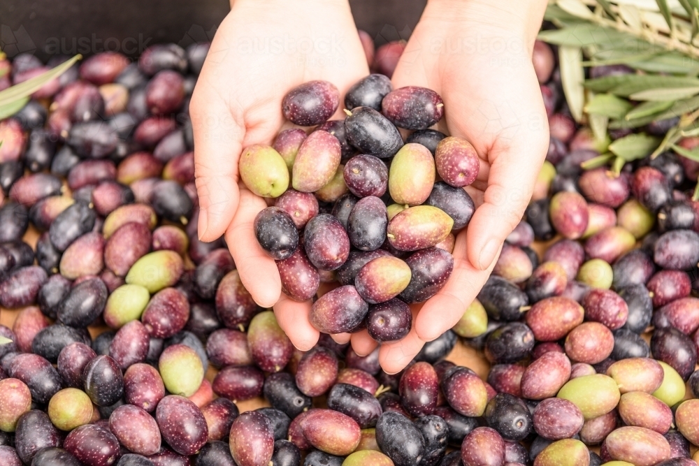 Hands holding olives, pile of olives background. Harvest season. - Australian Stock Image