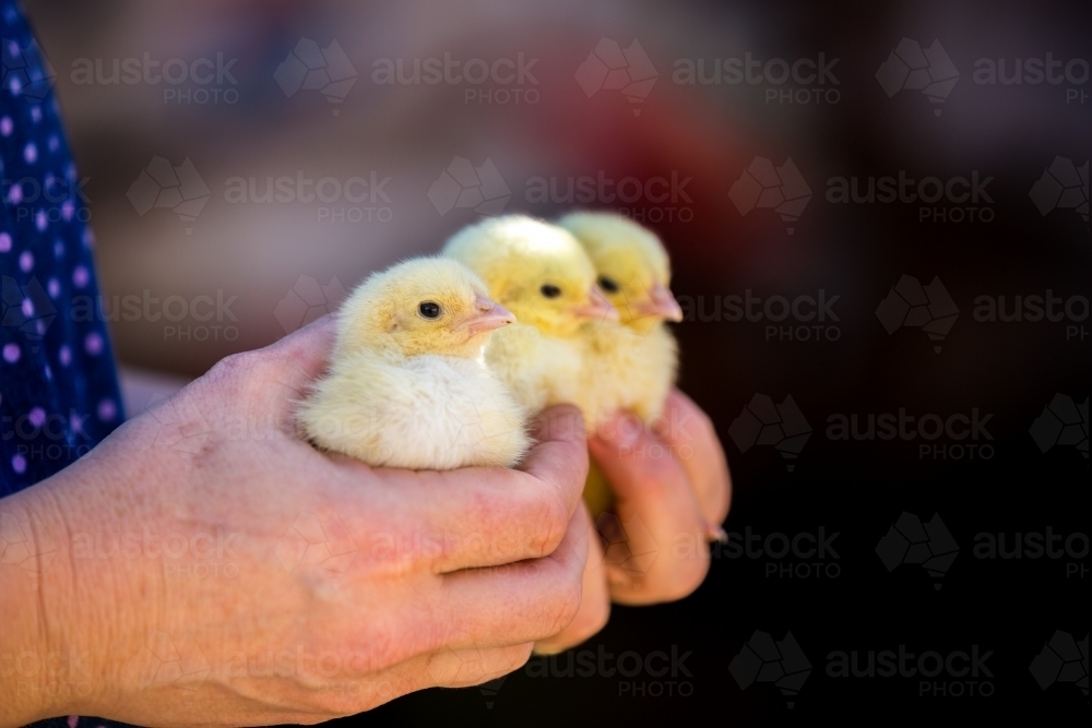 Hands holding three baby chickens - Australian Stock Image